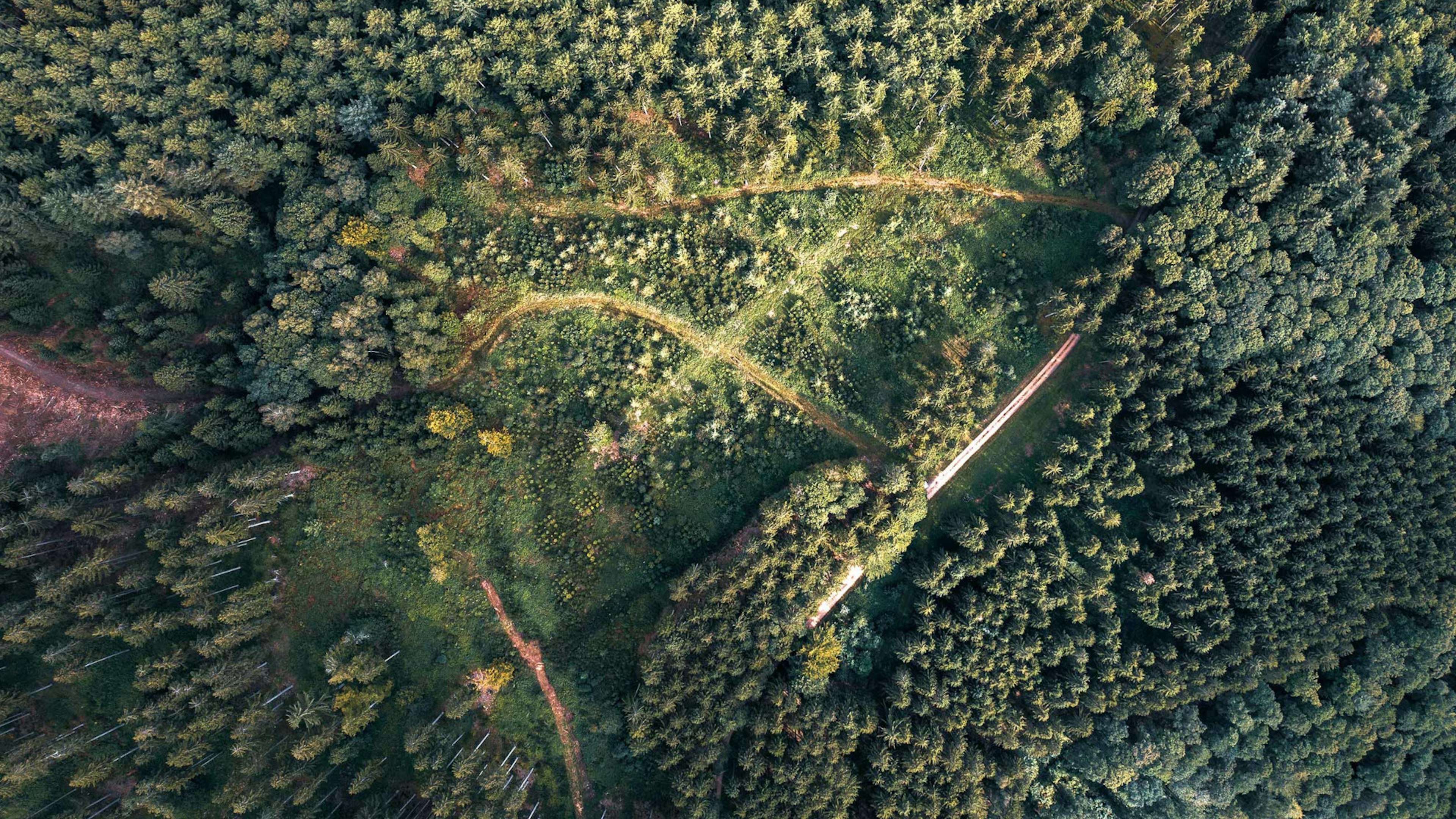Der Gerolsteiner Zukunftswald aufgenommen von oben mit einer Dhrone