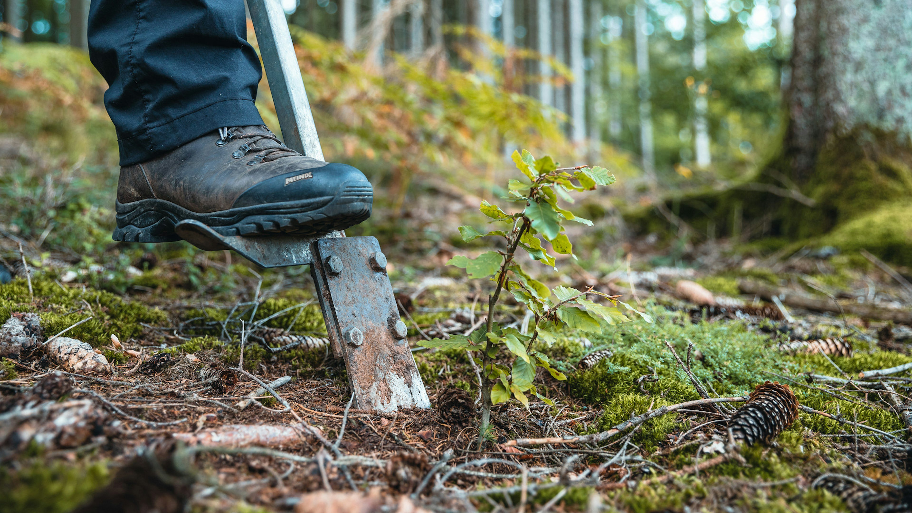 Detailaufnahme wie ein Fuß in einem Wanderschuh den Spaten in den Waldboden sticht