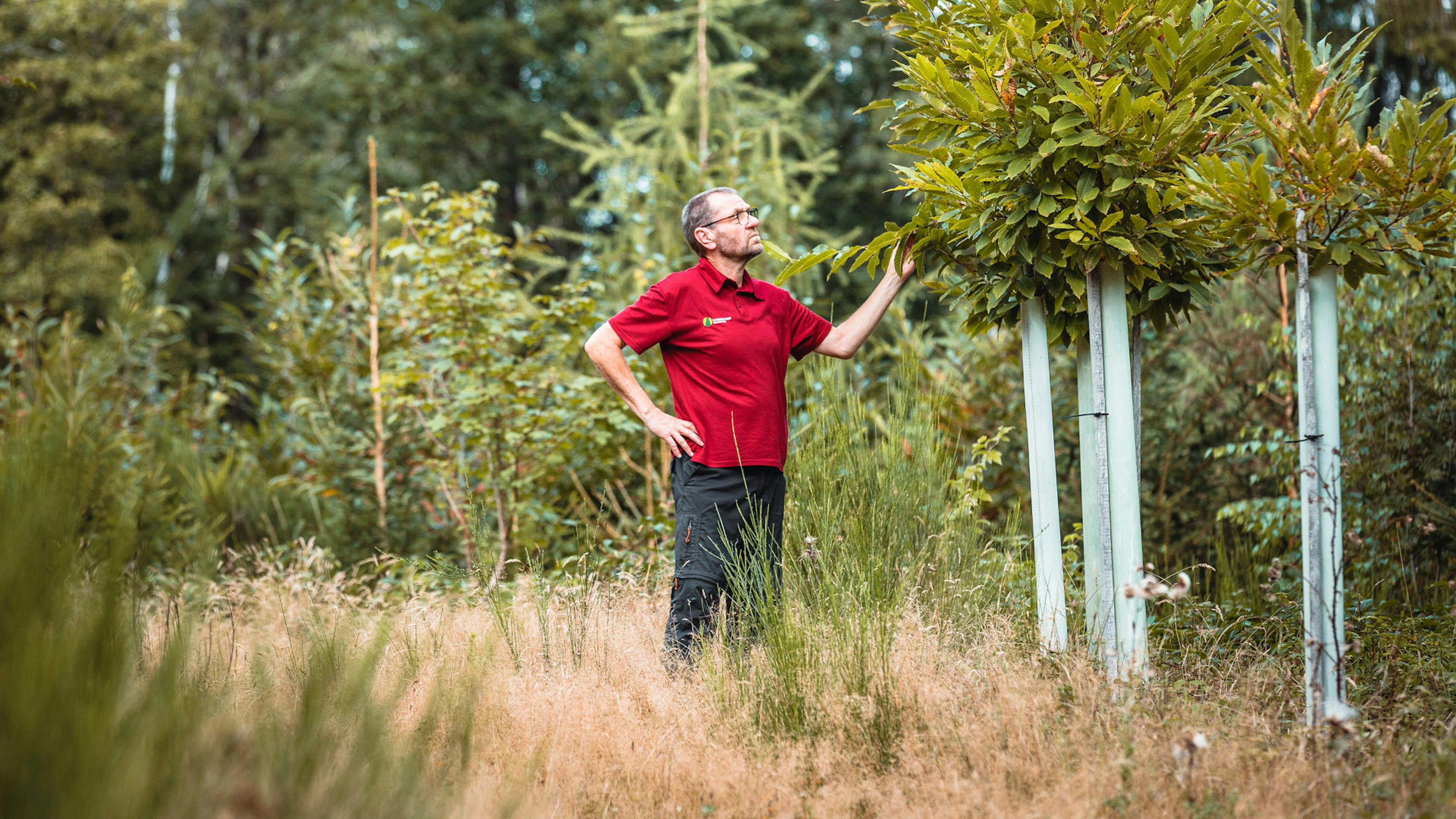 Der Förster Martin Lotze steht in einem roten Poloshirt im Wald und begutachtet die neuen Bäume