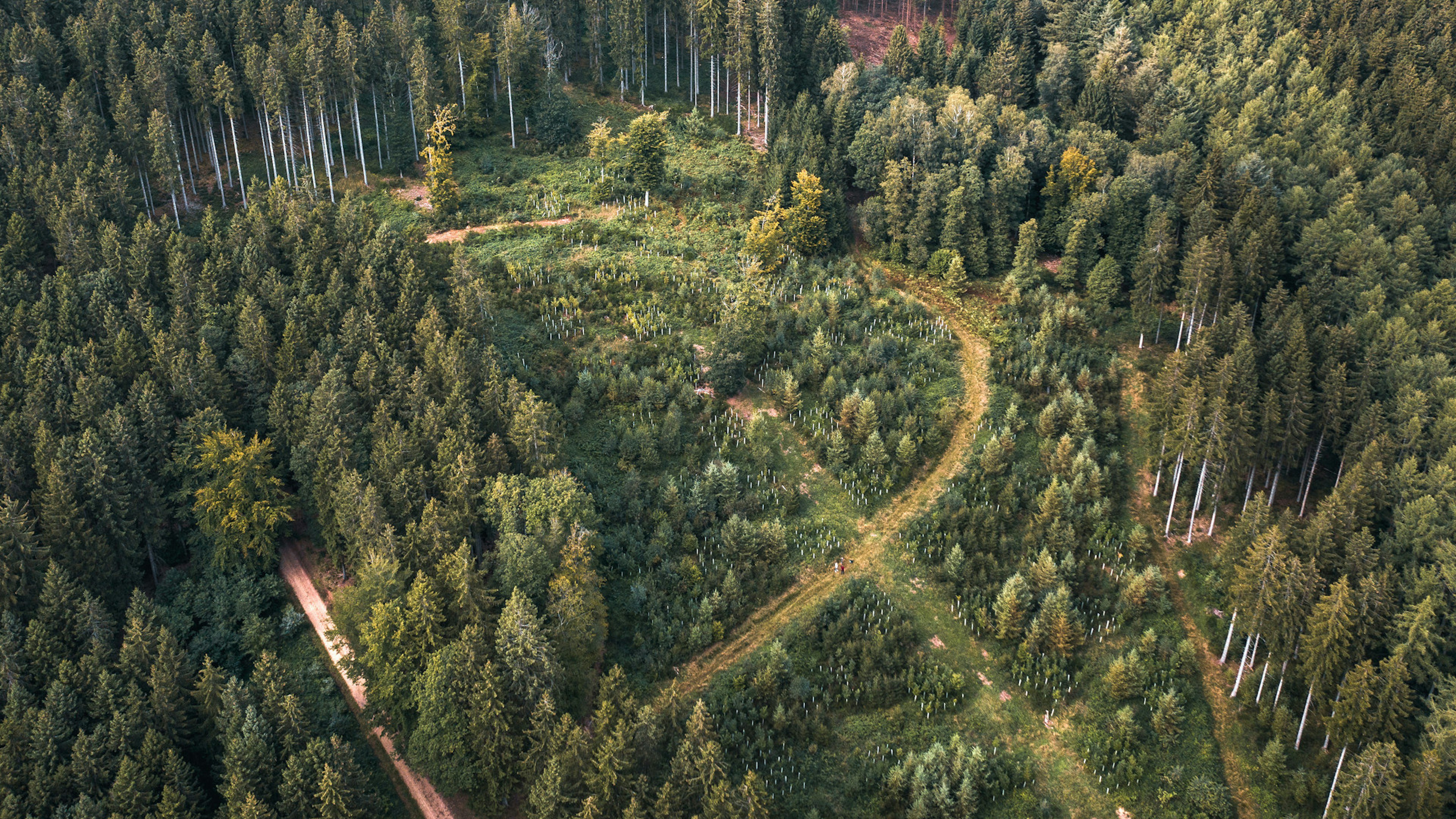 Eine Aufnahme aus der Vogelperspektive zeigt einen Waldausschnitt in dem neue Bäume gepflanzt werden, bzw. aufgeforstet wird.